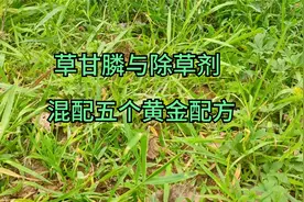 草甘膦与除草剂混配的5个黄金配方，除草干净彻底，持效期达60天视频封面