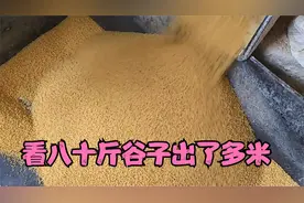 小艳跑十几里地去碾米，看八十斤谷子出了多少米?小艳高兴坏了视频封面