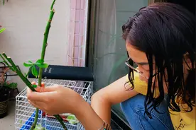 发财树的枝条剪下来土培，根长太慢，赶紧水培扦插，几周就长白根