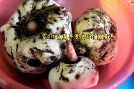 从农家8元一斤卖来7.4斤生魔芋，磨出18斤熟魔芋，过年吃够了