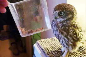 昆虫恐惧者慎入！小猫头鹰细细美餐一顿，猜猜吃的什么视频封面