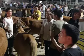 湛江这个粤桂两省最大牛圩，存在已134年，本地年轻人很多不知道视频封面