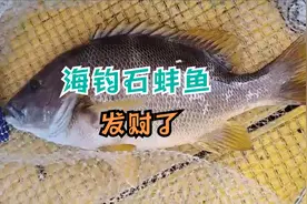 中秋佳节，小焕幸运钓到石蚌鱼，百度价格上千元一斤！发财了！