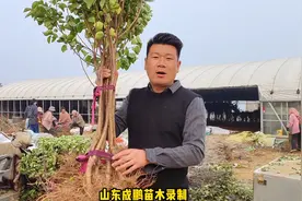 目前国内最甜的杏新品种视频封面