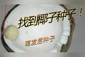 为什么椰子里面全是水？让我们去找到它的种子