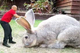 大流士兔子体长1.22米，重达45斤，被评为世界上最大的兔子视频封面