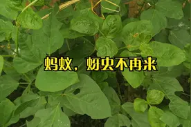 豆角有“蚜虫 蚂蚁”侵扰别慌！只需一种粉就搞定，效果好见效快视频封面