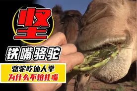 骆驼吃仙人掌，为什么不怕扎嘴？你看它的嘴里长了啥！
