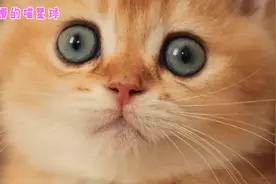 猫咪怎么会有这么好看的大眼睛？网友：刚纹完眼线吧