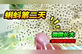 孵化蝌蚪卵的第二天，粉丝说这都是娃娃鱼的卵，为了验证饲养到底视频封面