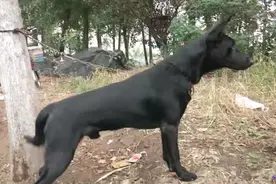 大叔养狗20载，第一次见到纯黑色的马犬，看见它的一瞬间大叔笑了视频封面