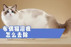 布偶猫泪痕怎么去除？这里教你几招