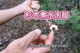 杉木很常见，农村懂的老人会用它的树节煮水来泡脚，你见过吗？