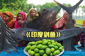 印度巨型剑鱼，一条就有80斤，两条就够全村人吃饱视频封面