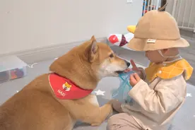 小宝宝和柴犬一起长大 每天最爱给狗喂零食 太可爱了