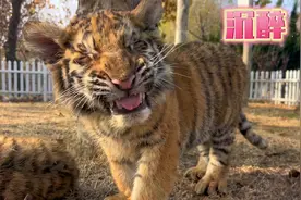 可可爱爱！小老虎咬饲养员衣服被喷一脸猫薄荷，很快上头满地打滚视频封面