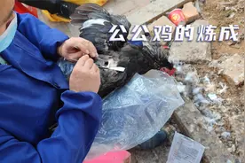 阉鸡全过程，胆小者与圣人勿入