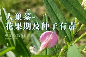 大巢菜-花果期及种子有毒【救荒野豌豆】