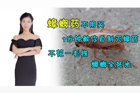 蟑螂药不用买，1分钟教你自制灭蟑药，不花一毛钱，蟑螂全死光视频封面