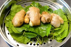 桑叶加生姜泡水喝，老一辈人留给我们的一个土方法，很多人不知道