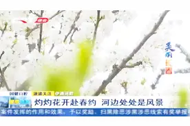 五一长假去哪里，来长春伊通河畔樱花岛，尽情享受樱花树下的浪漫视频封面