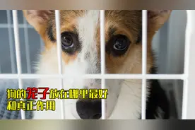 狗的笼子放在哪里最好和狗笼子的真正作用视频封面