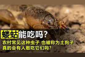 在农村常见的蝼蛄，被人们称“土狗子”，它到底能不能吃？