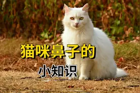 猫咪鼻子上的秘密，很少人知道