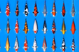 【锦鲤知识】常见的锦鲤品种介绍