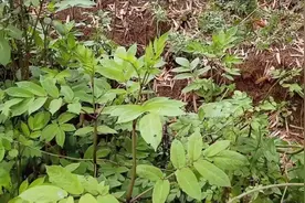 四川有种“火草”人称“接骨草”，功效居然这么多，不知道可惜了视频封面