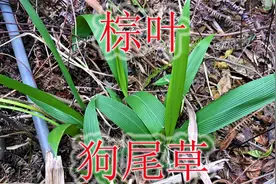 农村省钱植物“棕叶狗尾草”，老中医常用到，很多人遇见不认识