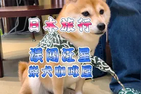 打卡日本柴犬咖啡厅，狗子营业积极，尽情卖萌撒娇，太治愈了！视频封面