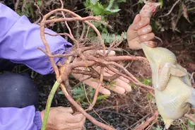 金樱子的根用来炖公鸡，原来还有这么大的妙用，身体虚寒的多了解