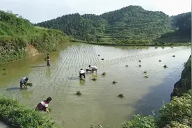 实拍湖南新化农村，独特的插秧方式，看得懂的是地道的新化人