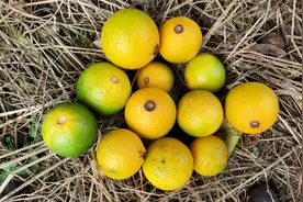 视频+照片讲解，分析引起柑橘落果的原因！视频封面