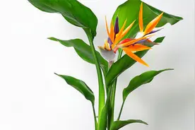 养3年的鹤望兰都没见开花？牢记这2招，很快就能绽放花朵视频封面