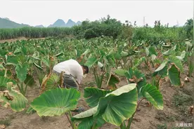 为何芋头新长的嫩芽要拔掉，有什么好处，来看看大雄怎么说