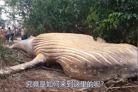 亚马逊雨林发现“座头鲸”，它为何会出现在这里？视频封面