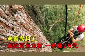 美国高危职业爬树工，登上30层楼高树木修树枝，接一单赚7万视频封面