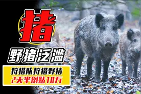 四川野猪有多凶猛？狩猎队2天倒贴10万，野猪为什么这么难抓？视频封面