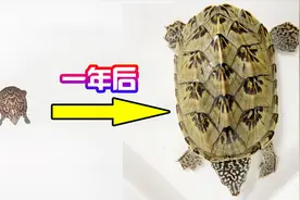 世界上生长速度最快的乌龟一年能长多大？简直不可思议
