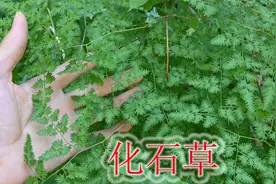 海金沙别名“化石草”，产出沙子作用厉害了，看见记得扯点回家