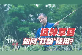 每年近100位结石患者，一种像石头的草药，老中医如何治疗肾结石视频封面