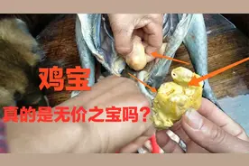 老妈杀鸡，意外在公鸡肚子中得到两个“鸡宝”，感觉真的要发财了