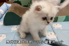 银渐层的返祖现场，生出来一个长毛小渐层，强迫症真的别养长毛！视频封面