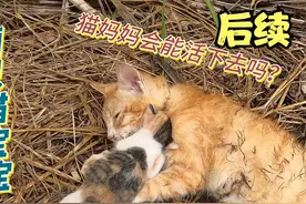 饿晕的流浪橘猫妈妈与2只猫宝宝后续视频封面
