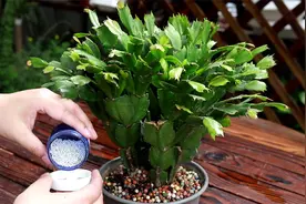 蟹爪兰5月份养护重点，能不能安全越夏就靠它了视频封面