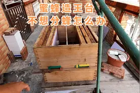 蜜蜂造王台，不想分蜂，该如何管理蜂群，学会这几招，养蜂变简单视频封面