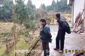 四川农村，大叔家卖根上百年的柏树，看到底能值多少钱？视频封面