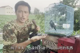 黑八哥不听话怎么训，农民用农村土方法，一招困食大法几天就训好
